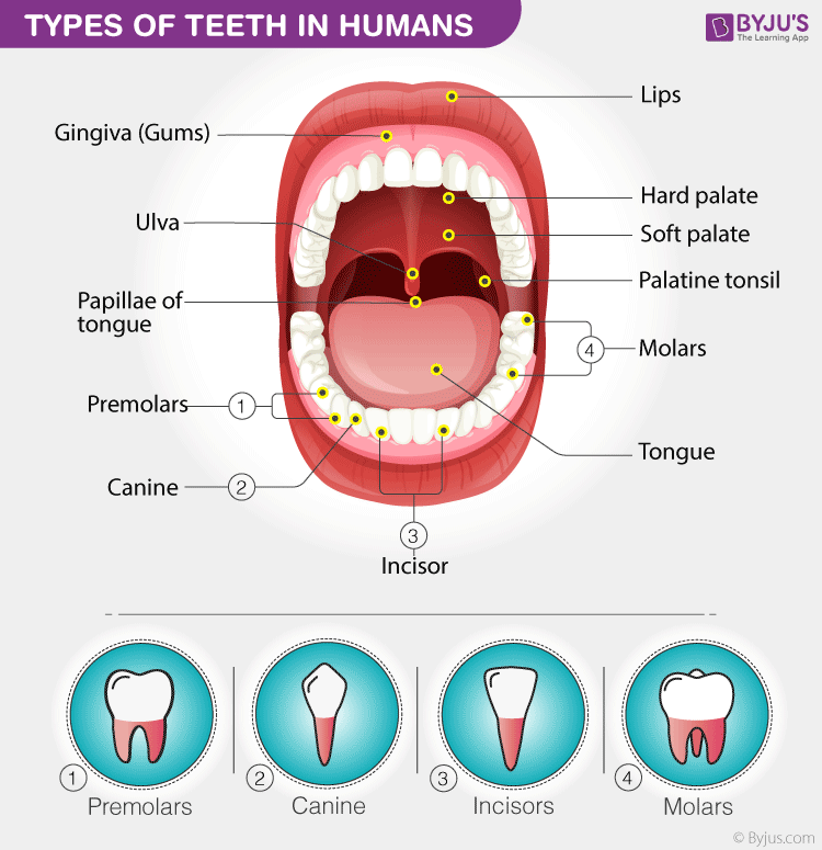 Các loại răng ở người